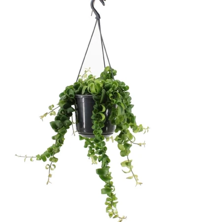 Aeschynanthus 'Rasta' – Kronkelende Hangplant Met Buisvormige Rode Bloemen - afbeelding 1
