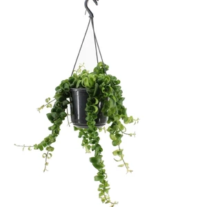 Aeschynanthus 'Rasta' – Kronkelende Hangplant Met Buisvormige Rode Bloemen - afbeelding 4