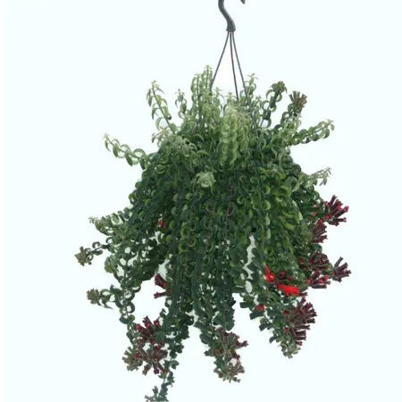 Aeschynanthus 'Twister Xl' – Grote Hangplant Met Spiraalvormig Blad En Rode Bloemen - afbeelding 2
