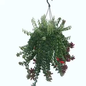 Aeschynanthus 'Twister Xl' – Grote Hangplant Met Spiraalvormig Blad En Rode Bloemen - afbeelding 2