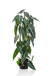 ALOCASIA 3 STEMS 75CM - afbeelding 2