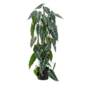 ALOCASIA 3 STEMS 75CM - afbeelding 2