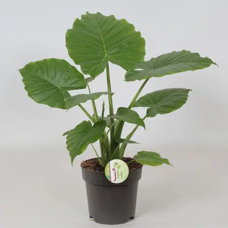 Alocasia Cag. California P17 - afbeelding 2