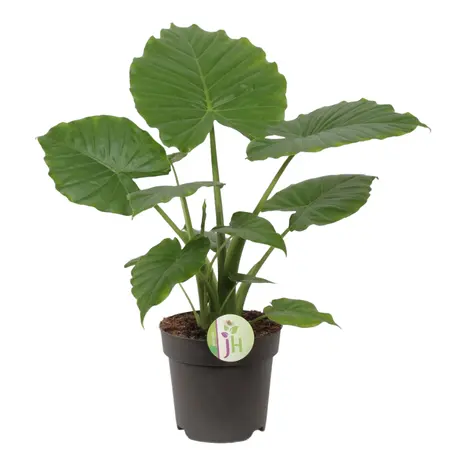 Alocasia Cag. California P17 - afbeelding 1