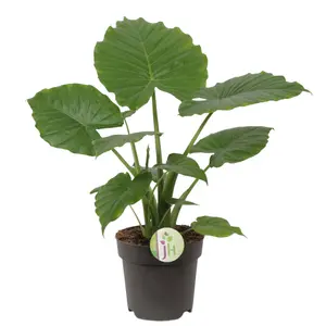 Alocasia Cag. California P17 - afbeelding 2