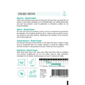 Alyssum 'Royal Carpet' - afbeelding 2