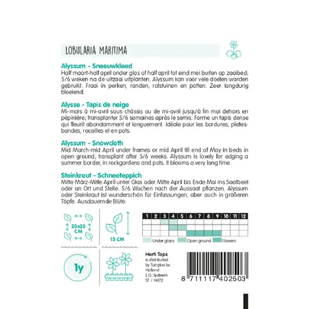 Alyssum 'Sneeuwkleed' - afbeelding 2