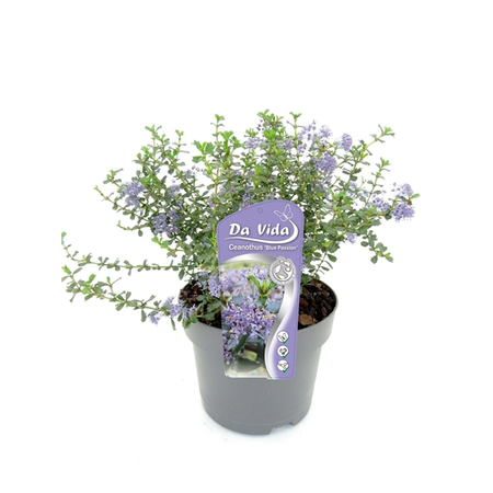 Amerikaanse Sering 'Blue Passion'