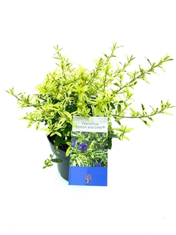 Amerikaanse Sering 'Lemon and Lime' - P17cm