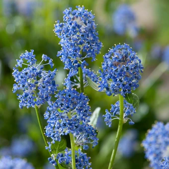 Amerikaanse Sering 'Repens' - P17cm - afbeelding 2