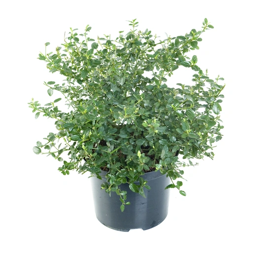 Amerikaanse Sering 'Repens' - P17cm - afbeelding 1