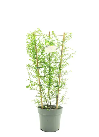 Amerikaanse Sering 'Snow Flurry' - P25cm