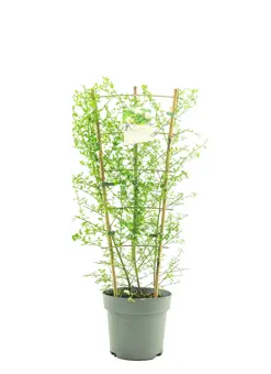 Amerikaanse Sering 'Snow Flurry' - P25cm