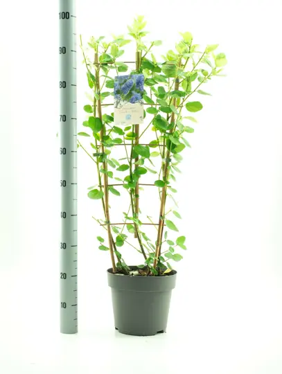 Amerikaanse Sering 'Trewithen Blue' - P25cm