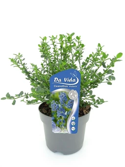 Amerikaanse Sering 'Victoria' - P19cm