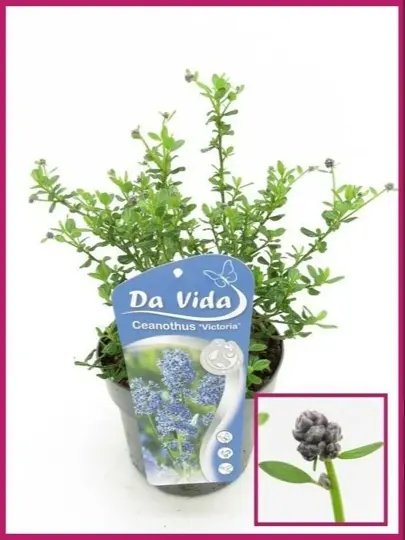 Amerikaanse Sering 'Victoria' - P19cm - afbeelding 2