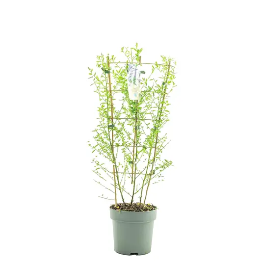 Amerikaanse Sering 'Victoria' - P25cm