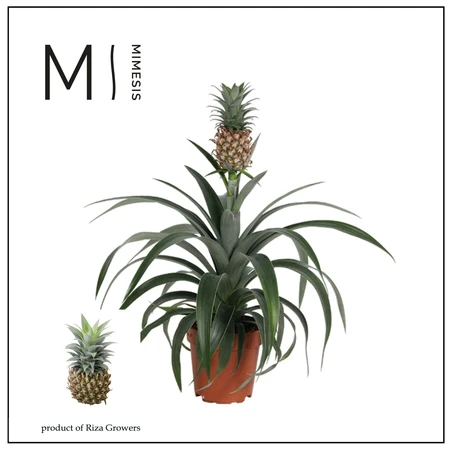 Ananas 'Mi Amigo' - P12cm