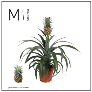 Ananas 'Mi Amigo' - P12cm