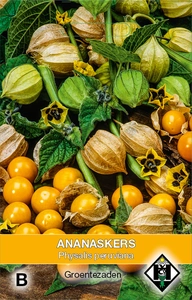 ANANASKERS, PHYSALIS PERUVIANA - afbeelding 2