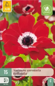 Anemoon 'Hollandia'