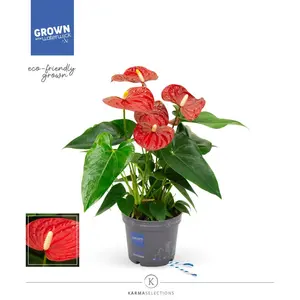 Anthurium Karma Red - afbeelding 6
