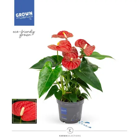 Anthurium Karma Red - afbeelding 3