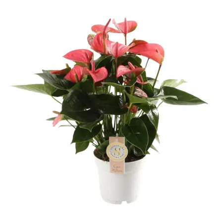 Anthurium Pink Champion - afbeelding 1