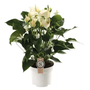 Anthurium White Champion - afbeelding 1