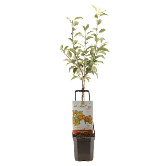 Appelboom 'Delcorf' - afbeelding 1