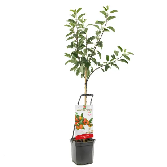 Appelboom 'Ecolette' - afbeelding 1