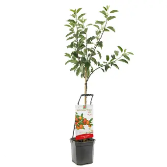 Appelboom 'Ecolette'