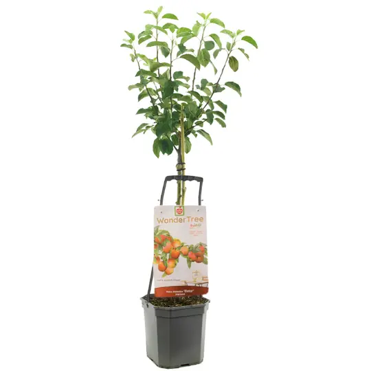 Appelboom 'Elstar' - afbeelding 1