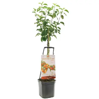 Appelboom 'Elstar'