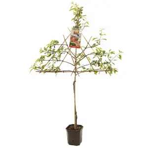Appelboom 'Gala'