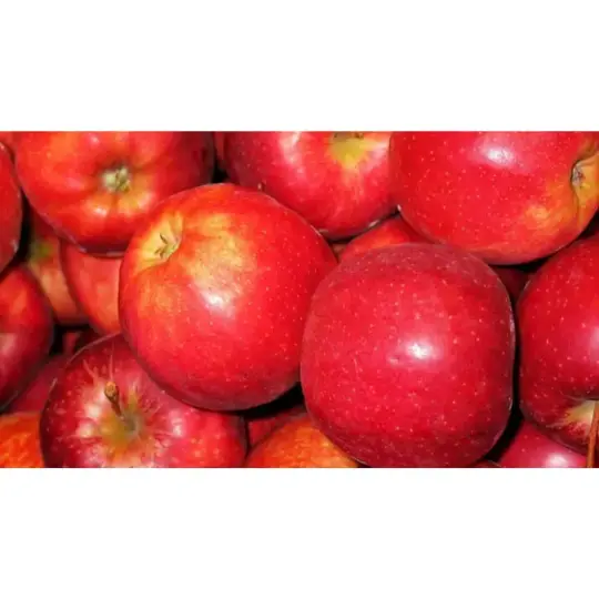 Appelboom 'Gala' - Leivorm - afbeelding 2