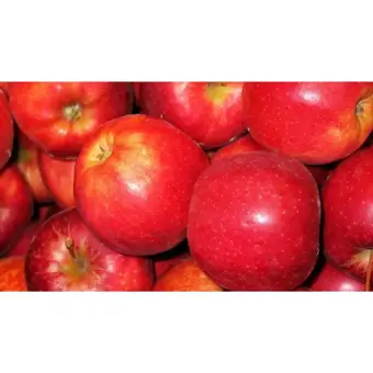 Appelboom 'Gala' - Leivorm - afbeelding 2