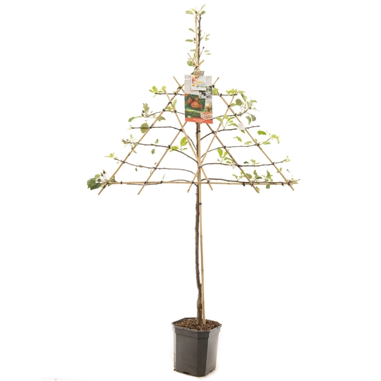 Appelboom 'Jonagold' - Leivorm