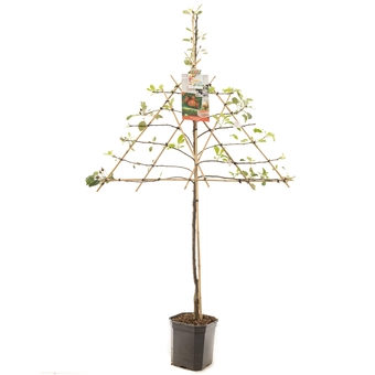 Appelboom 'Jonagold' - Leivorm