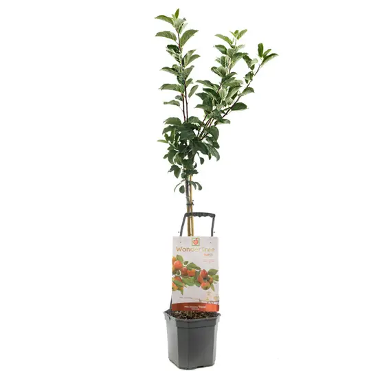 Appelboom 'Topaz' - afbeelding 1