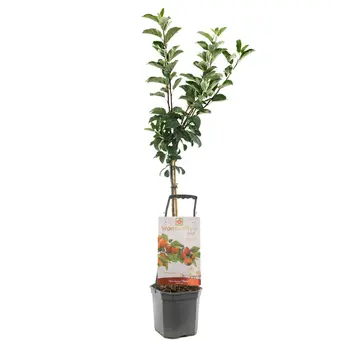 Appelboom 'Topaz'
