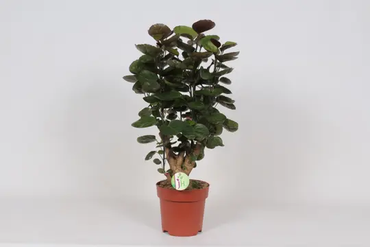 Aralia - P19cm - afbeelding 2