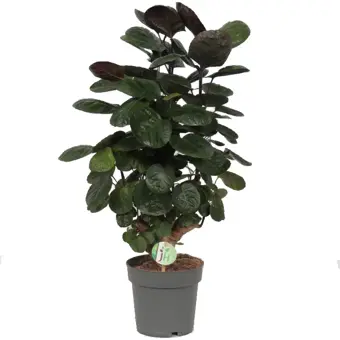 Aralia - P19cm - afbeelding 1