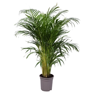 Areca Goudpalm - afbeelding 2