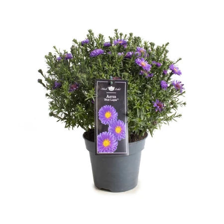 Aster - P17cm