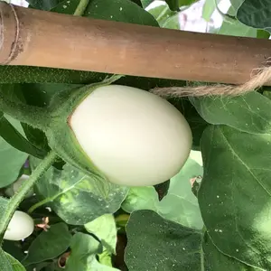 Aubergine 'White Egg' - afbeelding 3