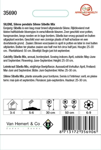 Avondskoekoeksbloem 'Silene Sibelle' - afbeelding 2