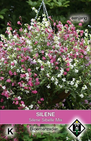 Avondskoekoeksbloem 'Silene Sibelle' - afbeelding 1