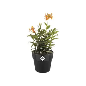 B.FOR ORIGINAL RO 22CM LIVING BLACK - afbeelding 3
