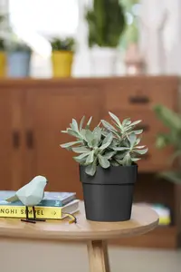 B.FOR ORIGINAL RO 22CM LIVING BLACK - afbeelding 2